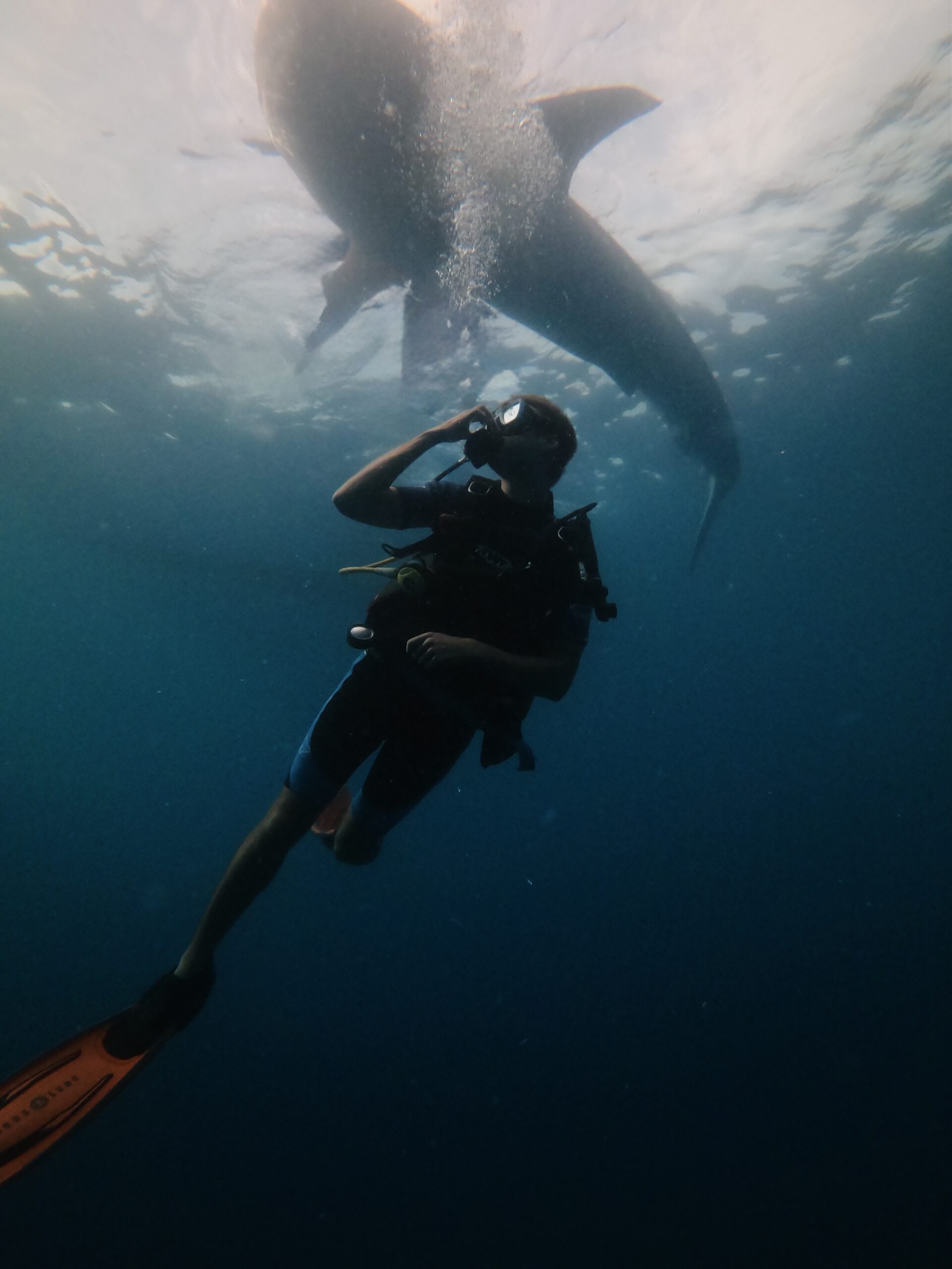Scuba Diving with Whale Sharks