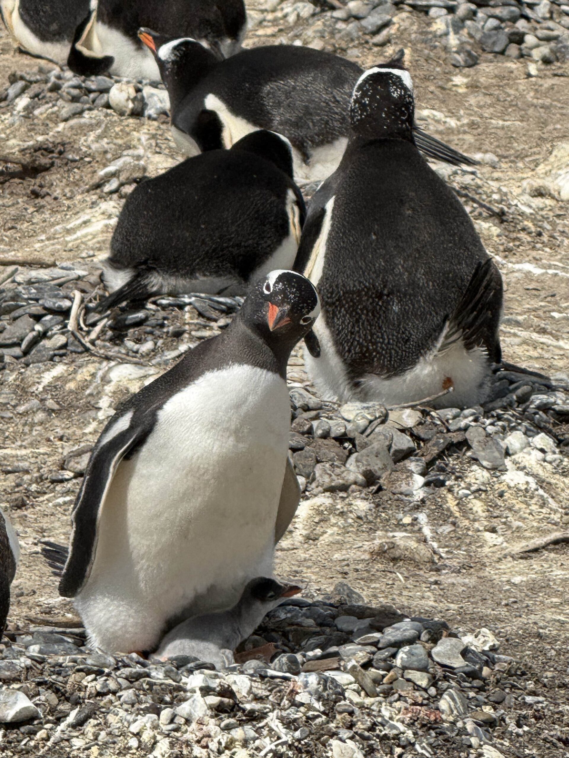 5 Days In Beautiful Ushuaia